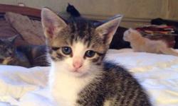 Five kittens charging rehoming fee males and females
This ad was posted with the eBay Classifieds mobile app.