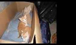Kittens both male and female fee 60 call 347813-8004 No E-mail