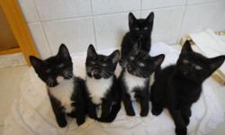 The ideal GIFT.
We've got four healthy kittens. They was born on Aug.28.2014 four female. We are looking for their warm and cozy home. Where they will have love and attention. They are very affectionate and playful, love to be around people! They all