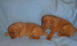Lab AKC Fox Red / Yellow Puppies.
Yellow females are 500.00
Fox Red Males are 1,000.00.
Dad is Keepsake Firecracker Stone BY Great Balls of Fire.
Family raised in Home.
Shots ,wormed and ready.
Please call for more info
315 387 5971 or 315 297 7801