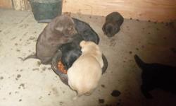 I have 9 beautiful Lab/Australian Shepherd mix puppies to re-home. There are 8 females and 1 male. They have been raised around and handled by children since they were born. They are very playful and loving puppies. Mom is purebred Lab and dad is purebred