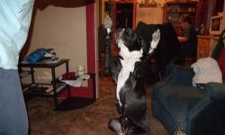 Free for adoption Black and white female, Fully housebroken and crate trained.Very playful and very good with children.Leash broke. She is a year and three months old.She is not spayed.She is shy when you first meet her... when you get to know her she is