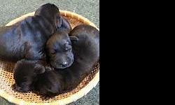 Cute and lovable purebred Lab puppies born on April 4th. The parents are both family pets, the mother is a beautiful ACA registered chocolate lab which is well-trained and sociable. The father is an AKC registered yellow lab.
You have a choice of 1