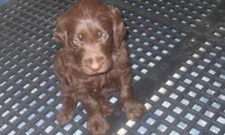 Beautiful chocolate male and female also black male and female labradoodle puppies. Shots up to date. Wormed. Super social with adults and kids. On puppy food. Ready to go to new home. Very sweet. Mom on site. Mom is a pure bred Lab and Dad is a pure bred