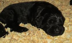 I have 10 Beautiful Labradoodle puppies. There are 6 males and 4 females. Chocolate and black. website is
www.4labradoodles.weebly.com.