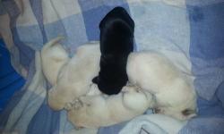 This Litter has registered with the AKC !! Papers are here with the pups.
I have a litter of Nine pups and have been breeding Dogs 12 years ago and only breed good temperment and healthy dogs. My mother to the pups is a home raised family dog same as the