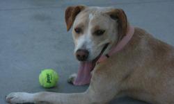 Labrador Retriever - Abby - Medium - Young - Female - Dog
Abby is a beautiful young Lab Mix, who has plenty of energy. She needs an experienced Dog person who will give her the time and patience she deserves and would do better in a quiet home with no