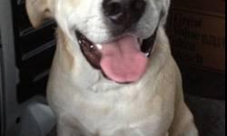 Labrador Retriever - Amos - Large - Young - Male - Dog
Meet Amos! We call this wonderful boy Cash.
He is crate trained, house broken and loves to play with other dogs.
Be sure to hide your heart from this one. He will steal your heart.
9 months old and