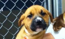 Labrador Retriever - Athena - Medium - Baby - Female - Dog
Waiting for sopmeone to love-this puppy and brothers and sisters are at Paws Unlimited. Call 845 336-7297 for an appointment and all information. They can go home after Oct. 14th when they are 8