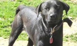 Labrador Retriever - Aussie Border Babi - Medium - Adult
Border mix, now almost 3 yrs old............sweetheart with a short leg. Born wth a front leg two inches shorter has no effect on this sweetheart. Angel is a doll. Loving life, she plays well with