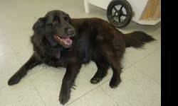 Labrador Retriever - Bear - Medium - Adult - Male - Dog
Bear is an all around great dog with a great personality. He is sweet, calm, gentle and the perfect family dog. He once had a home, and longs to have one again.
CHARACTERISTICS:
Breed: Labrador