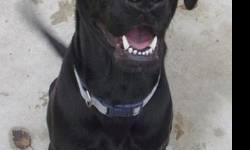 Labrador Retriever - Bentley - Large - Adult - Male - Dog
Bentley is a 2 year old, big and lovable Black Lab mix. He was caught by our Dog Control Officer running around with another dog. When his owner did not want to deal with him any longer, she