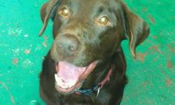 Labrador Retriever - Breezy - Large - Adult - Female - Dog
this girl is your average lab, a total love bug. she loves affection and loves to talk. loves to take walks and play with toys. she is also a couch potato and loves to give kisses