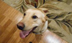 Labrador Retriever - Buddy3 - Large - Young - Male - Dog
Buddy3 is a barely 1 year old yellow lab that came to us from a wonderful family that needs to give him due to some health issues. He is a sweet, active boy who loves all - kids, cats and other