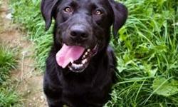 Labrador Retriever - Buddy - Large - Adult - Male - Dog
Buddy is as his name describes...a buddy. This friendly guy LOVES kids and people of all ages. He gets along well with other dogs and animals. This five year old fella is the most gentle creature you
