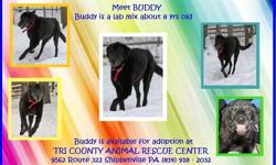Labrador Retriever - Buddy - Medium - Young - Male - Dog
Buddy is a mixed breed male lab mix. He has brindle markings on his legs, very friendly, loves to ride. He may be housebroke as he isn't like some dogs I have had in the kennel. I do clean up messes