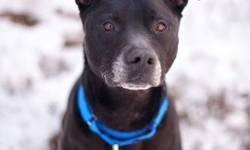 Labrador Retriever - Buster - Large - Adult - Male - Dog
CHARACTERISTICS:
Breed: Labrador Retriever
Size: Large
Petfinder ID: 19595486
ADDITIONAL INFO:
Pet has been spayed/neutered
CONTACT:
Hudson Valley SPCA - Orange County | New Windsor, NY |