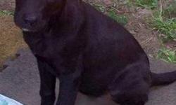 Labrador Retriever - Caleb - Large - Young - Male - Dog
Hi, my name is Caleb. I am a 6 month old male black lab. I am a super playful and lovable boy. I love kids, cats, and of course dogs!!! There will never be a day that you won't have a smile on your