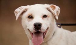 Labrador Retriever - Champ - Large - Adult - Male - Dog
Champ Age: 5 years old Breed: Lab / terrier mix Gender: Male Neutered/spayed? Neutered Housebroken? Yes OK with kids? Yes Special needs: None Other: Very loving but will protect your home. Ok with