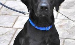 Labrador Retriever - Charlie - Large - Adult - Male - Dog
Hi Humans, I'm Charlie, a year old, black Lab-hound mix. I've been neutered, micro
chipped, up to date with my vaccinations and currently on heartworm, flea and tick preventive.
I'm currently