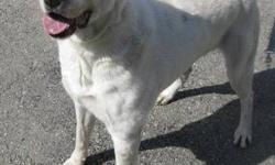 Labrador Retriever - Chet - Large - Adult - Male - Dog
A happy, friendly and energetic boy looking for an active home. He's a great dog!
CHARACTERISTICS:
Breed: Labrador Retriever
Size: Large
Petfinder ID: 24224657
ADDITIONAL INFO:
Pet has been