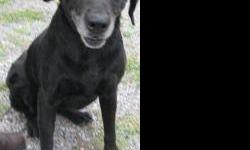 Labrador Retriever - Cheyenne - Medium - Senior - Female - Dog
Hi there, don't I have just the most beautiful face you have ever seen? Don't let the grey hair fool you, I have a lot of life and love left in my heart. I enjoy car rides, head rubs and