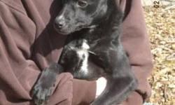 Labrador Retriever - Chloe - Medium - Young - Female - Dog
Chloe is about 8 months old. She's UTD with shots and spayed. She's 42 lbs. She loves to play and has lots of energy. She wants to be the only dog.
CHARACTERISTICS:
Breed: Labrador Retriever
Size: