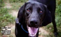 Labrador Retriever - Cubby - Medium - Young - Male - Dog
Cubby-almost 2 year old Lab/ Shepherd mix neutered male, up to date on vaccinations. Cubby is very quiet but loves attention. He loves to play. Good with other dogs and children. He still acts very