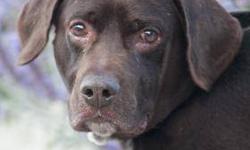 Labrador Retriever - Danny - Large - Adult - Male - Dog
This good looking dog was found as a stray at Wegman's in Perinton, so he was given the name Danny. Danny is a chocolate colored Labrador/mix who tips the scales at 66 pounds. He was a total wiggle