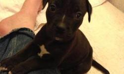 Labrador Retriever - Dozer - Medium - Baby - Male - Dog
Dozer is about 8 weeks old and weighed 6.9 lbs at 7 weeks old. Mom is a small lab mix. He is the largest boy and a clumsy little guy at that! He has the face and body of a boxer, but the coloring of