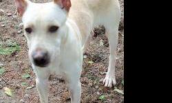 Labrador Retriever - Duke - Medium - Young - Male - Dog
DUKE is a male lab/dane mix,(45 lbs about the height of a lab) ~9-10 months old. Social and seeks your attention, he will sit for a yummy treat. DUKE is young and will definitely be a quick learn. We