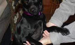 Labrador Retriever - Ebony - Medium - Young - Female - Dog
I'm Ebony and I am a little confused. I was with the same family for the first 2 years, but then my Mommy left me and all my brothers and sisters. I need to find a home with less dogs in it. I