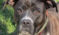 Labrador Retriever - Ethal - Medium - Adult - Female - Dog
I am a young affectionate adult who loves to run and play. I am good with kids (older would be best so I don't knock over any small ones by wagging my tail), good with most other well behaved