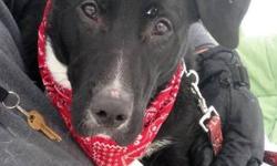 Labrador Retriever - Fonzi - Large - Young - Male - Dog
Our furry friend Fonzi is all about love! At only nine months old he has years of loving to send your way! Happy, fun, friendly and a snuggler this goofy guy is ready for a family! We feel Fonzi