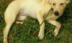 Labrador Retriever - Ginger - Medium - Young - Female - Dog
Ginger is a 7 month old yellow lab/shep mix. She's UTD with shots, spayed and housebroken. She's about 25 lbs.
CHARACTERISTICS:
Breed: Labrador Retriever
Size: Medium
Petfinder ID: 24197701