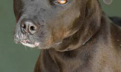 Labrador Retriever - Greta - Medium - Adult - Female - Dog
Big fan of: Her circle of friends! Greta is very affectionate with familiar faces. She loves belly rubs, cuddling, and playtime once she?s comfortable with you. Not a fan of: Strangers and new