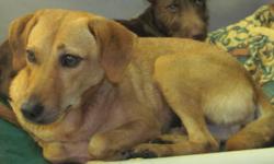 Labrador Retriever - Gretchen - Medium - Young - Female - Dog
Gretchen is a 7 month old yellow lab/shep mix. She's about 25 lbs. She's housebroken, UTD with shots, and spayed. She wants to be the only dog.
CHARACTERISTICS:
Breed: Labrador Retriever
Size: