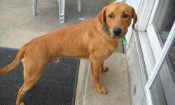Labrador Retriever - Hercules - Large - Adult - Male - Dog
Hercules has arrived; all 51 lbs. of him. He is a gorgeous rust color lab mix.Herc appears to be housebroken and of medium energy, He is about 2 years old. Herc needs work on his manners, but is