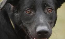 Labrador Retriever - Inka - Large - Young - Female - Dog
Hi everyone!! I came from Ohio with my sister, who has already been adopted. So now I am patiently waiting to find my loving home. I am such a sweet, docile puppy so I would do best in any home. I