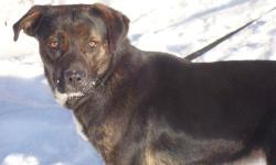 Labrador Retriever - Jade - Medium - Young - Female - Dog
Jade is a female lab mix appox 9 months old and weighing about 40 lbs. She is black/brown/white and stands about knee high. She has a 1 yr rabies and a parvo/distemper shot. Jade is very loving and