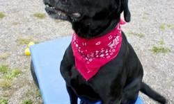 Labrador Retriever - Jake - Large - Adult - Male - Dog
At just a little over 3 yrs old, Jake just hitting his prime. Knows how to sit, snuggle and is currently working on his leash skills. Please c'mon down and check him out!
CHARACTERISTICS:
Breed: