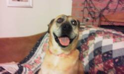 Labrador Retriever - Joy - Medium - Senior - Female - Dog
This is a courtesy post. Her owner is widowed and moving back to Hawaii which has a strict quarantine policy so she would like a quiet home for her here. She is a small lab mix weighing 48 pounds
