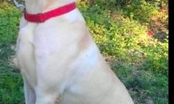 Labrador Retriever - Kali - Large - Adult - Female - Dog
Hey everybody, my name is Kali. I am a 2.5 yr old female yellow Lab. My foster mom says I am an amazing dog. She is pretty amazing too!! She knows how much I love to play fetch so she is always
