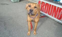 Labrador Retriever - Kira - Large - Adult - Female - Dog
Will be available for adoption 10/11/12.
CHARACTERISTICS:
Breed: Labrador Retriever
Size: Large
Petfinder ID: 24343319
CONTACT:
Elmira Animal Shelter | Elmira, NY | 607-737-5767
For additional
