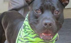 Labrador Retriever - Kobi - Large - Young - Male - Dog
(No. 197) My name is Kobi. I'm a 2 year old male labrador retriever/pit bull terrier mix. I have shiny black fur with a small dot of white fur on my chest. I have white on just the very tips of my
