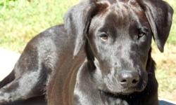 Labrador Retriever - Layla - Large - Baby - Female - Dog
Look out- here I come! My name is Layla and I am a 5mo black Labbie who would love to jump into your heart and home! For a 5mo baby my foster mom says that I have the best temperament and