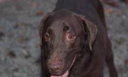 Labrador Retriever - Levi - Large - Adult - Male - Dog
After living all his life in one home, Levi is now at Lollypop Farm because they no longer had time for him. He is a handsome 6 year old Chocolate Lab, weighing 70 pounds. He has a tail that will give