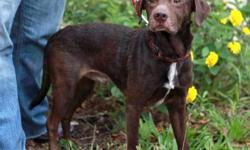 Labrador Retriever - Lincoln - Medium - Adult - Male - Dog
Name: Lincoln
Breed: Male, lab/chow mix
DOB: Septmeber of 2008
Weight: 33 lbs
Adoption Fee: $230
Hi guys!! I came all the way from Ohio in search of my forever home! I'm a little shy but am very