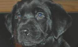 Labrador Retriever - Littlefoot ~pending~ - Large - Baby
Note that in most cases the breed determinations are just an educated guess. Because these are rescued dogs we don't usually know who the parents are. PLEASE MAKE SURE YOU ARE WILLING TO MAKE A
