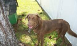 Labrador Retriever - Logan - Large - Adult - Male - Dog
Logan is my name and Fetch is my game!!!! I just love to play- especially fetch and because I am such a great candidate for the dog park, fetch should be no problem! I am a 2 yo chocolate lab,